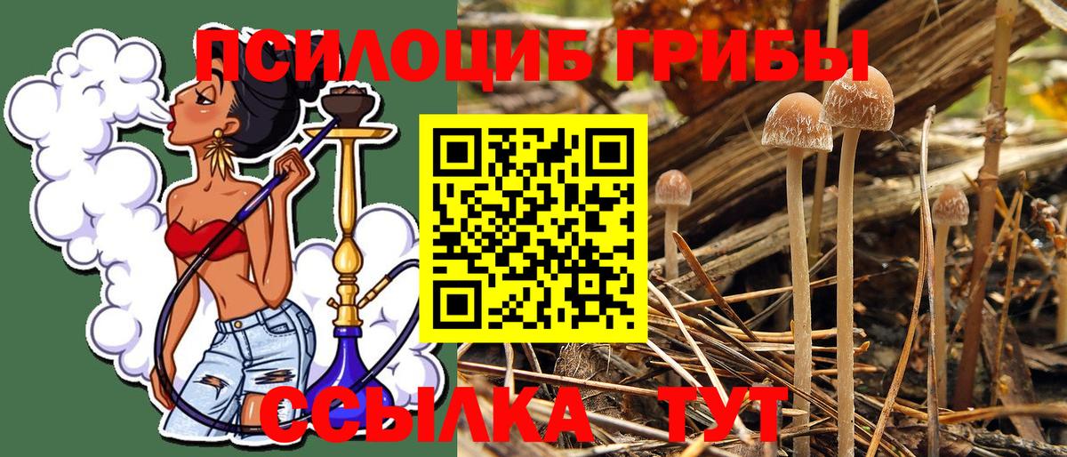 Братск  Галлюциногенные грибы Psilocybine cubensis  Вход с VPN 